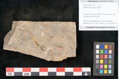 Foto (Objekt + Etikett) von Jordania moravica Helmh. (NHMW-GEO-2024-0188-11141)